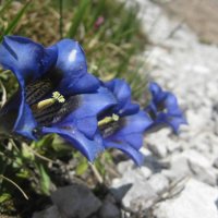Der Enzian ist eine typische Bergblume, welche man bei einer Wanderung am Ritten entdecken kann.