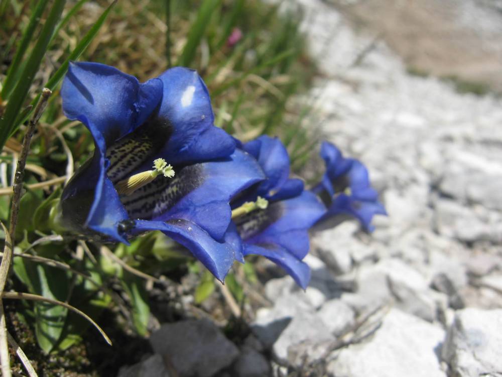 Der Enzian ist eine typische Bergblume, welche man bei einer Wanderung am Ritten entdecken kann.