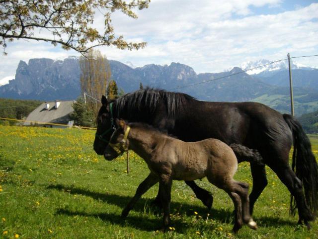 Unser Hauspferd mit Fohlen