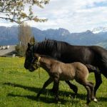 Unser Hauspferd mit Fohlen