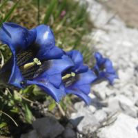 Der Enzian ist eine typische Bergblume, welche man bei einer Wanderung am Ritten entdecken kann.